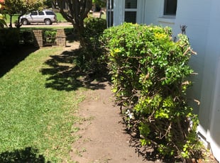 Bush Trimming by Roger Brock for AJ R. in Dallas, TX