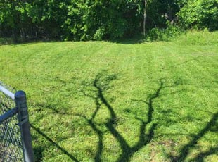 Tynieur P.'s Yard Cutting service result