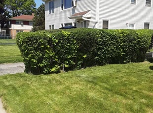 Bush Trimming by Orlando Perea for Renee J. in Milwaukee, WI