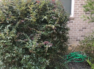 Bush Trimming by Terrence Jones for Monique G. in East Point, GA