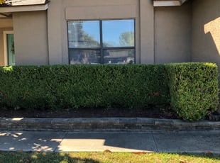 Bush Trimming by Juan Vazquez for Tina D. in San Antonio, TX