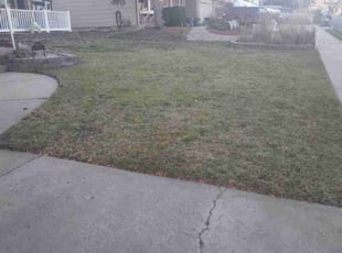 Leaf Removal by James McKay for Fred h. in Lakewood, CO