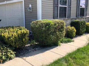 Bush Trimming by Nathan Edwards for Kalia Y. in Brown Deer, WI