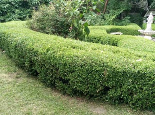 Bush Trimming by Lailani Jacobs for Frank L. in Franklinton, NC