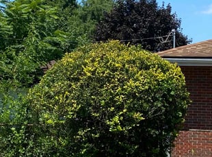 Bush Trimming by Gregory Williams for Jeanette G J. in Redford Charter Township, MI