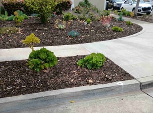 Weeding by Rodrigo Rodriguez for Preston W. in Irvine, CA