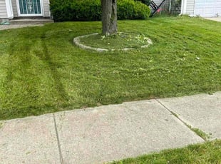 Dorothy H.'s Lawn Mowing Service service result