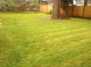 Morgan H.'s Lawn Mowing Service service result