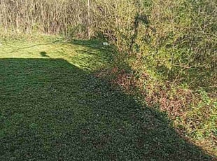 Bush Trimming by James Taylor for Adrian W. in Birmingham, AL