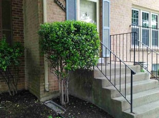 Bush Trimming by David Peters for John M. in Fairfax, VA