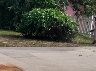 Carlos S.'s Bush Trimming service result