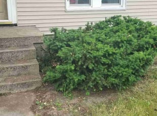 Bush Trimming by Jered Westveld for Kaley H. in Kentwood, MI