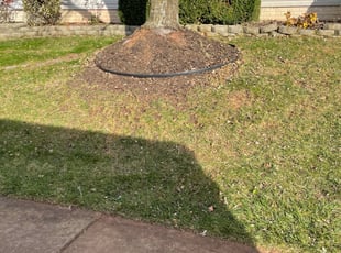 Bush Trimming by Alesandre Duarte for Thanaphon T. in Reston, VA