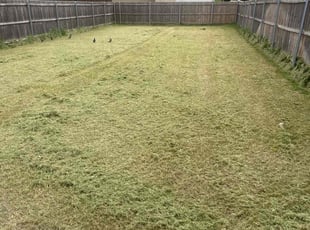 Weeding by Rhett Lambas for Heika S. in Dallas, TX