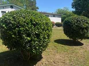 Bush Trimming by Marco Garcia for Paul S. in Myrtle Beach, SC