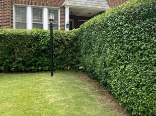 Bush Trimming by Curt Woods for Jill C. in Philadelphia, PA
