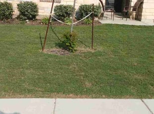 Bush Trimming by Johnarchie Collins for Jennifer P. in Seguin, TX