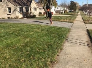 Leaf Removal by Terrance Davis for Tabitha S. in Milwaukee, WI
