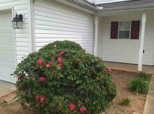 Bush Trimming by Ismael Galvez for Sasha G. in Monroe, NC