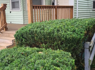 Bush Trimming by Luis Colon for Anna L. in Rochester, NY