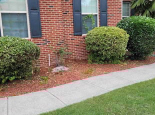 Bush Trimming by Maria Mauro for Alexandre B. in Lawrenceville, GA