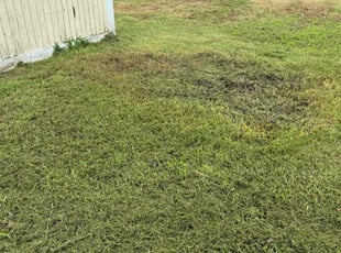 Cleanups by Edward Burrus for Devynn A. in Portsmouth, VA