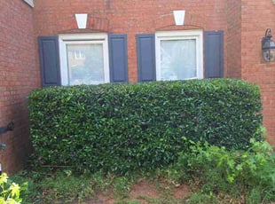 Bush Trimming by Rickey Mccoy for Tyler N. in Lawrenceville, GA