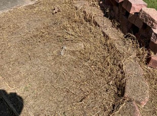 Weeding by Joel Walton for Charles T. in Virginia Beach, VA