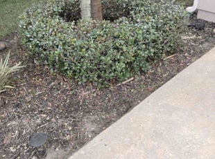 Bush Trimming by Yon Helton for Theophane B. in St. Augustine, FL