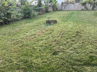 Randolph J.'s Lawn Mowing Service service result
