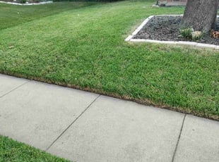 Alicia K.'s Lawn Mowing service result