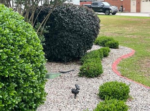 Cleanups by Jaczuile Pegues for Alexus H. in Elgin, SC