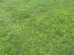 James M.'s Lawn Mowing service result
