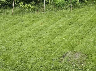 Kyle m.'s Grass Cutting service result