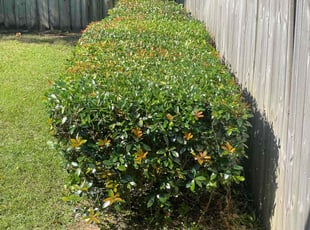 Bush Trimming by Kenneth Rome for Rick D. in Pensacola, FL