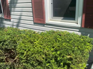 Bush Trimming by Shawn Byers for Victoria M. in Independence, MO