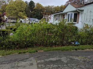 Bush Trimming by Justin Giordano for Randy D. in East Hartford, CT