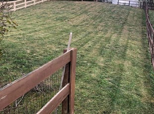 Sydney S.'s Lawn Service service result
