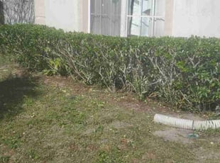 Bush Trimming by Richard Rhoden for Melissa P. in Kissimmee, FL
