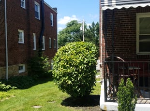 Bush Trimming by Christopher Shaw for Jada W. in Baltimore, MD