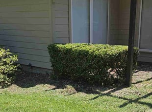 Karol G.'s Bush Trimming service result