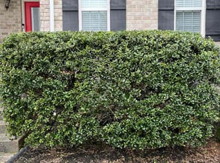 Bush Trimming by Kevin Torres for Luther m. in Gallatin, TN