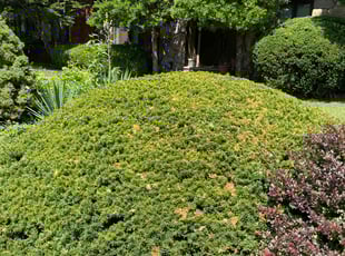 Bush Trimming by Zachary Ginter for Constance K. in Louisville, KY