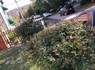Bush Trimming by Nakell Williams for Daniel B. in Cincinnati, OH