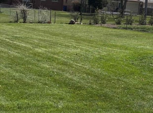 Rachelle S.'s Lawn Service service result
