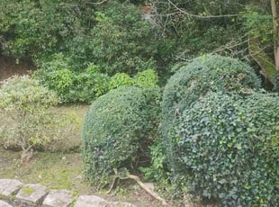 Bush Trimming by Robert Martin for Denh S. in Everett, WA