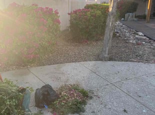 Bush Trimming by Lavelle Thompson for Linda G. in Glendale, AZ