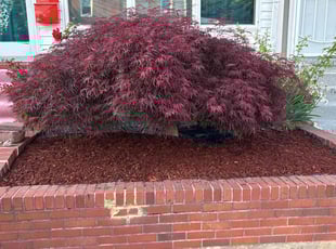Mulching by Terrence Johnson for Tina B. in Baltimore, MD