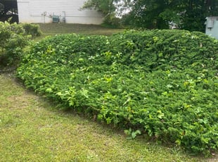Bush Trimming by Phillip StPreuve for Katija T. in Lawrenceville, GA