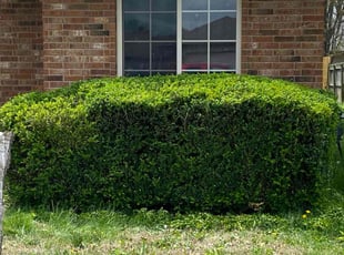 Bush Trimming by Brandon McDonald for Bobby S. in Rogersville, MO